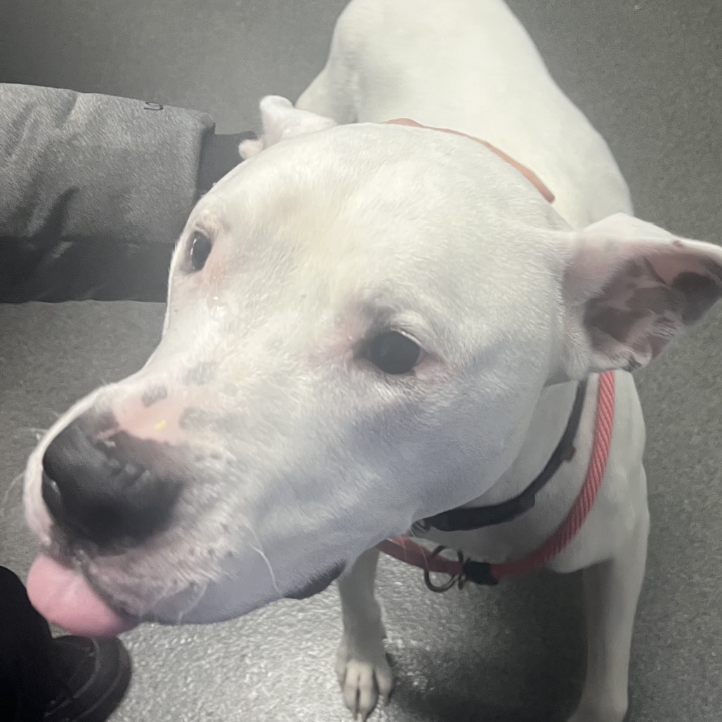 Xander - Foster — thumbnail 4