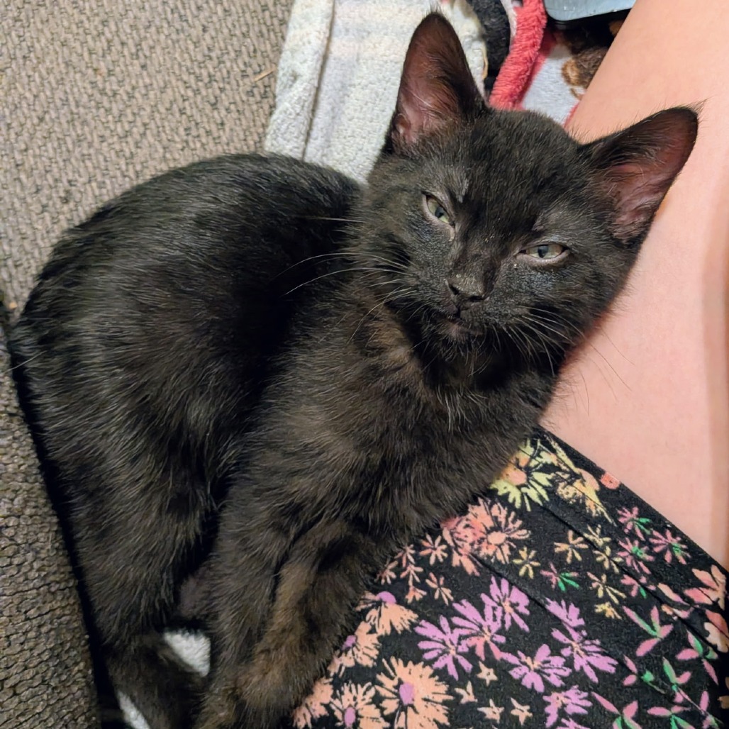 Pixel, photo 3