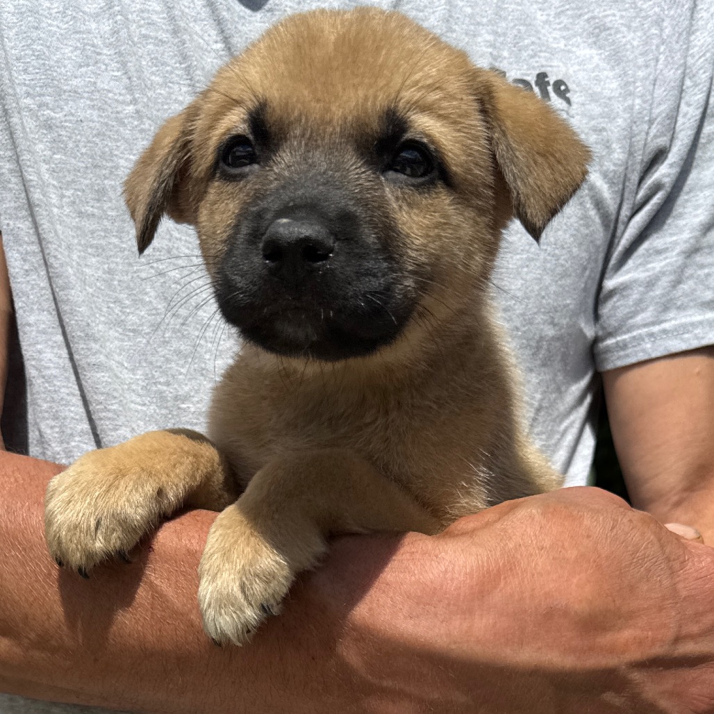 NY Paul Avail Jun 13 (Choice Pet Carmel)
