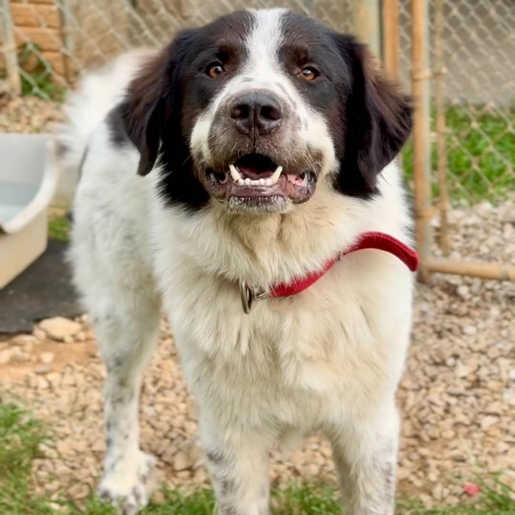 DEXTER - Pyrenees / Great available for adoption