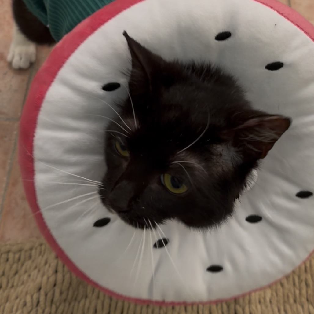 cat-3_d15c0254-8ccd-4beb-bc3e-1c988bcc5d51-removebg-preview.png
