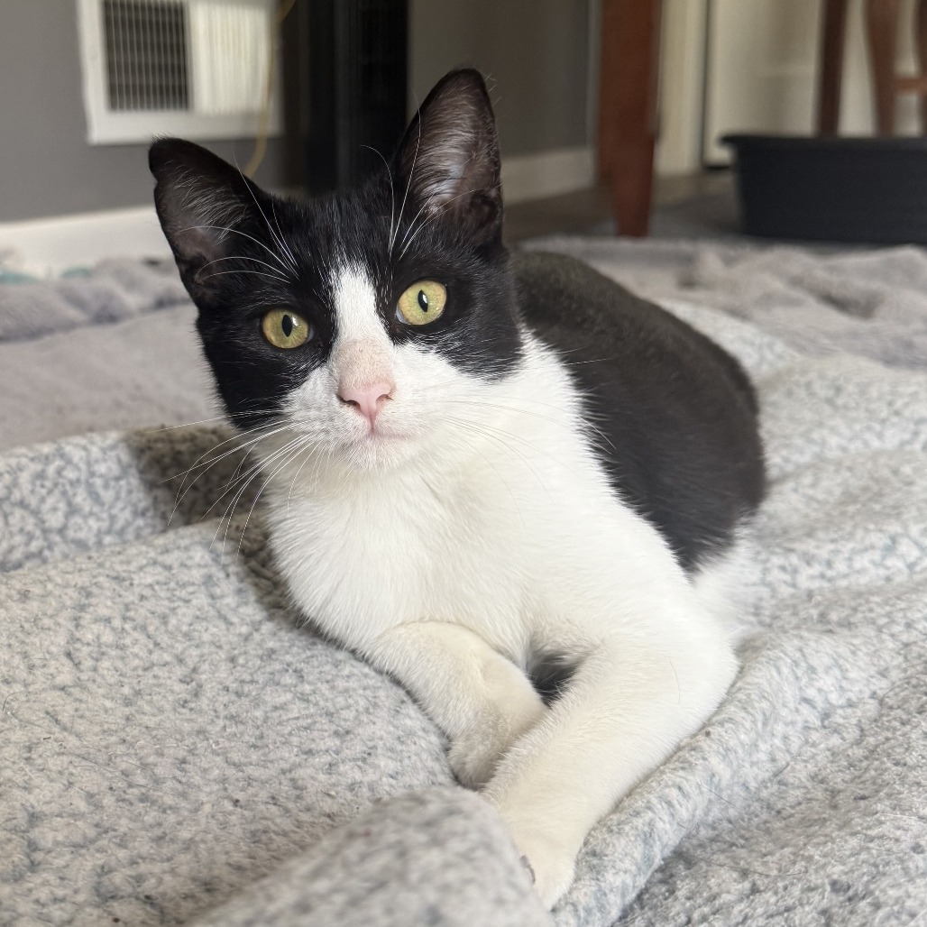 BATMAN (BONDED WITH ROBIN) - Domestic Shorthair / Unknown available for adoption