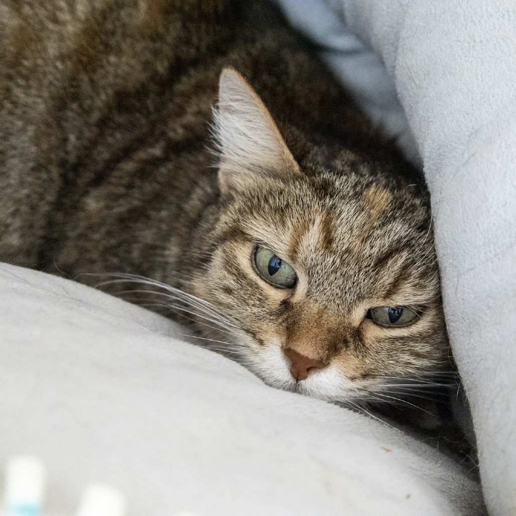 BESSY - Domestic Shorthair available for adoption