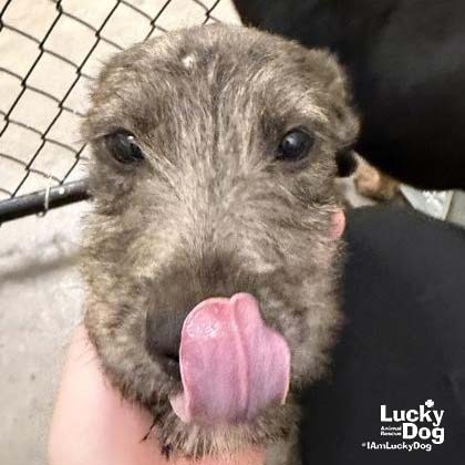 KETTLE - Terrier / Airedale available for adoption