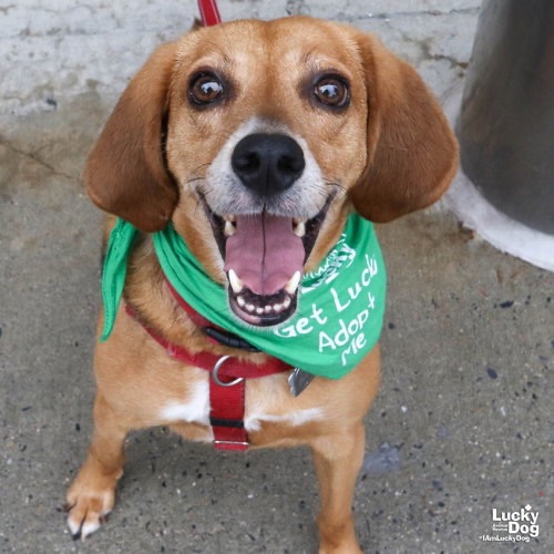 MR. PARKER - Hound / Mix available for adoption