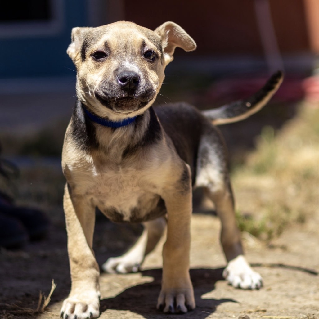 Kennel#28E " Cookie"'s preview photo