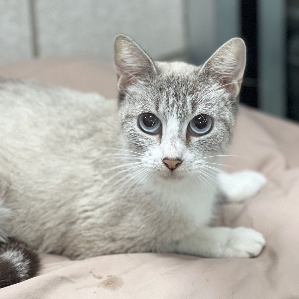 TERESA (661715) - Siamese available for adoption