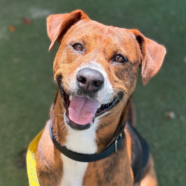 Another portrait of Duke