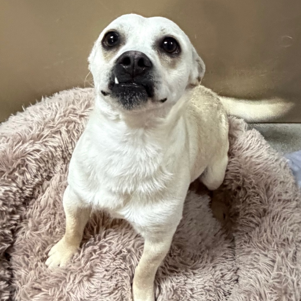 Kennel#25 Winston's preview photo