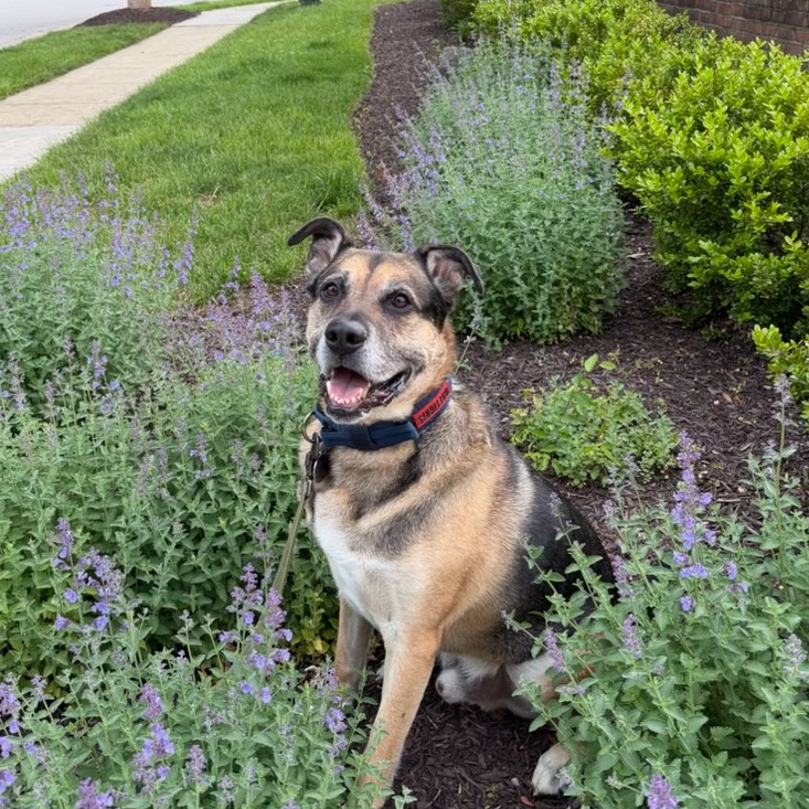 Ranger, photo 21