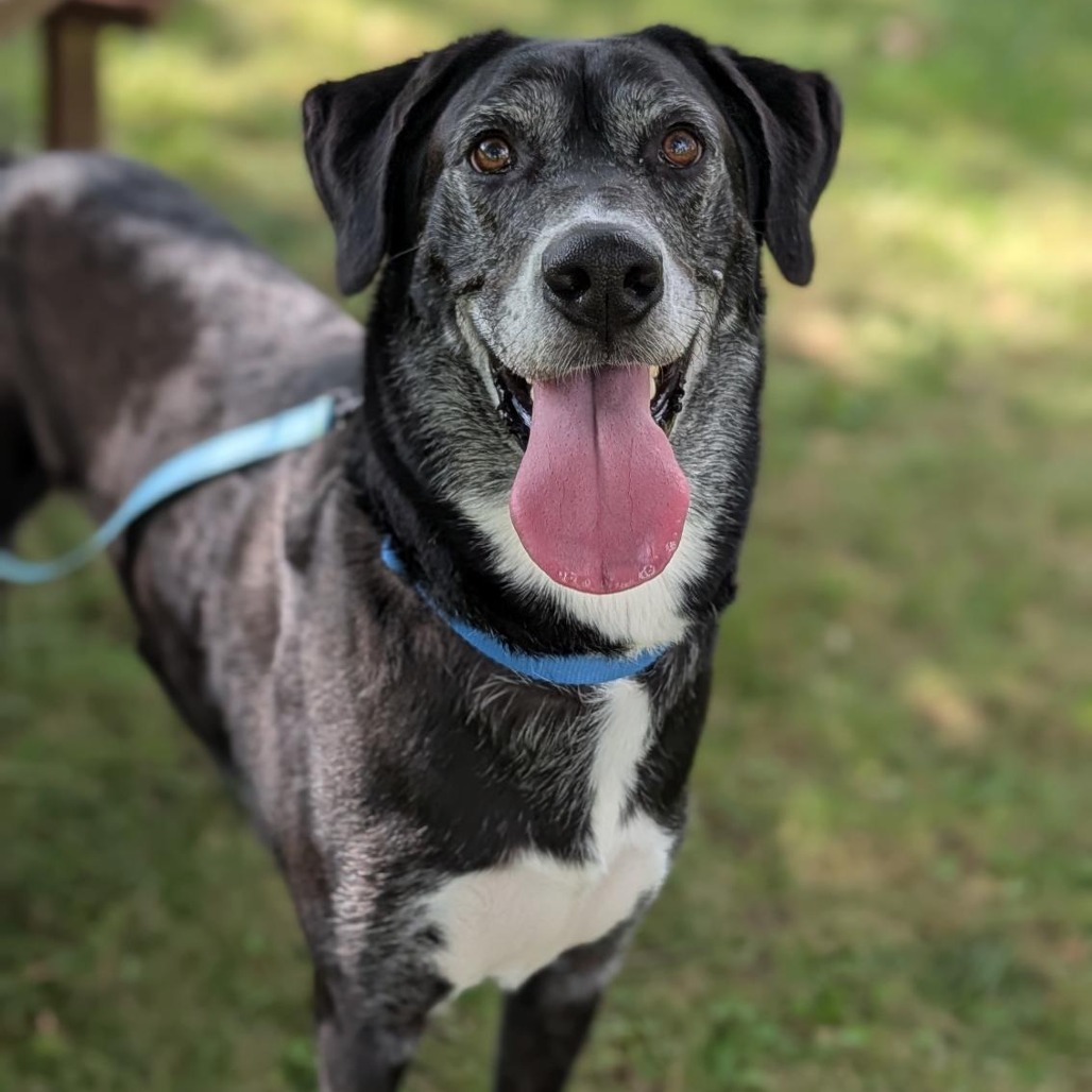 NIMBUS - Great Dane / Mixed Breed (Large) available for adoption