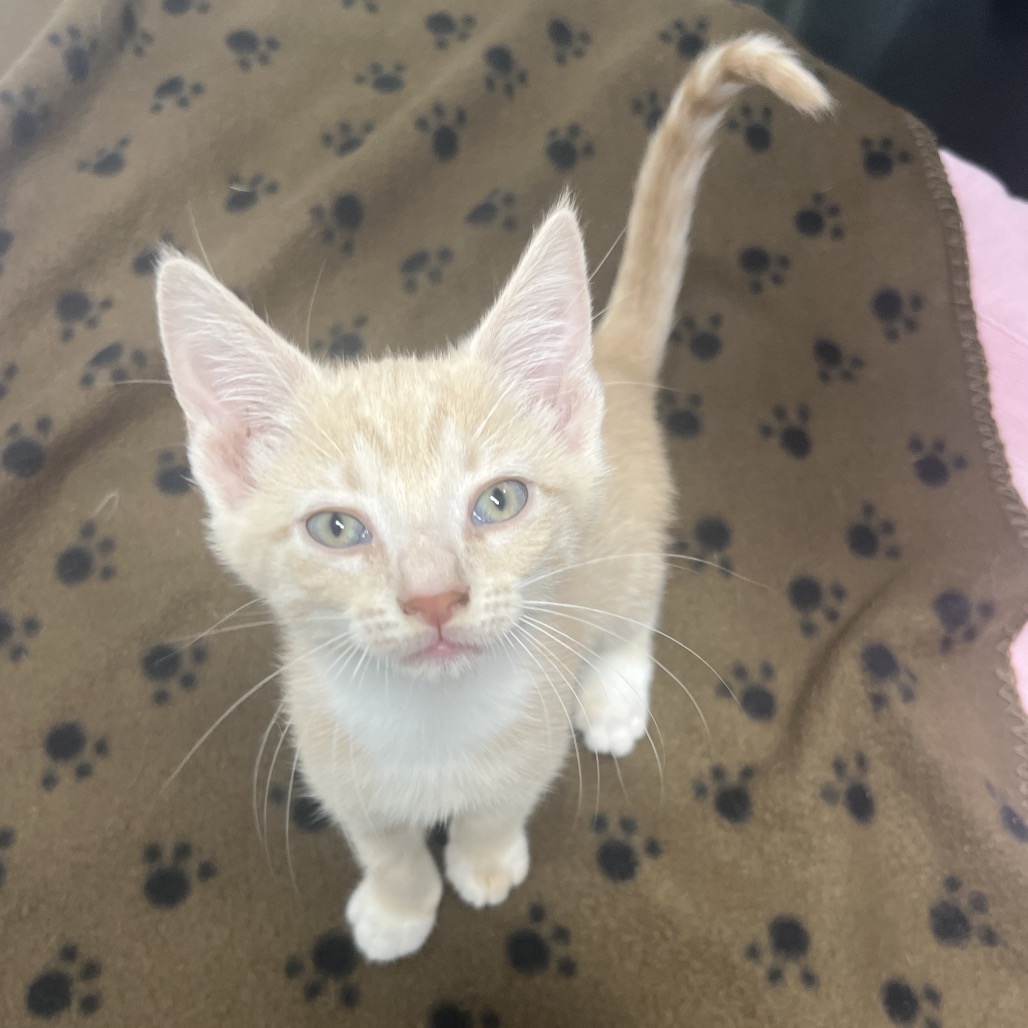 ARTIC - American Shorthair available for adoption
