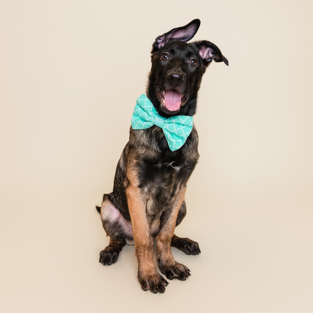HUCKLEBERRY - Mixed Breed (Medium) available for adoption