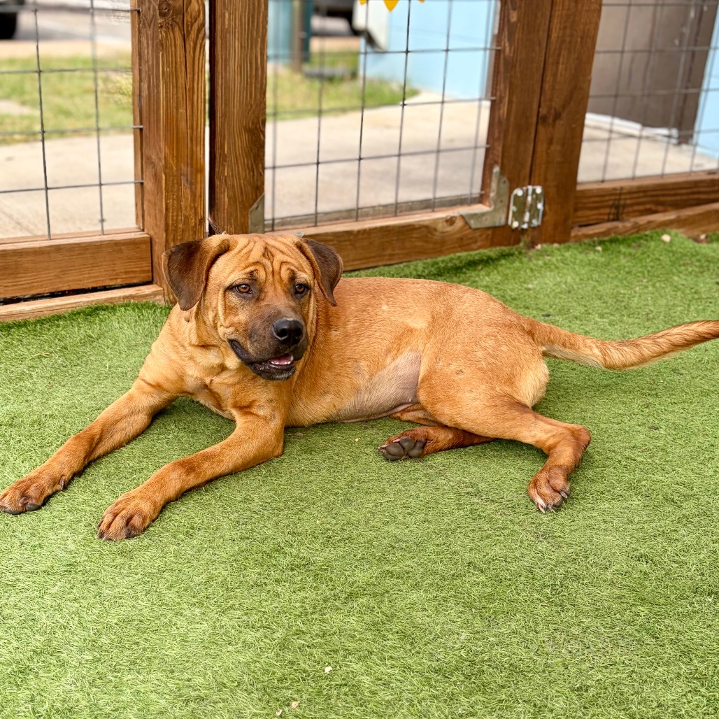 Athena 26-09-108, photo 6