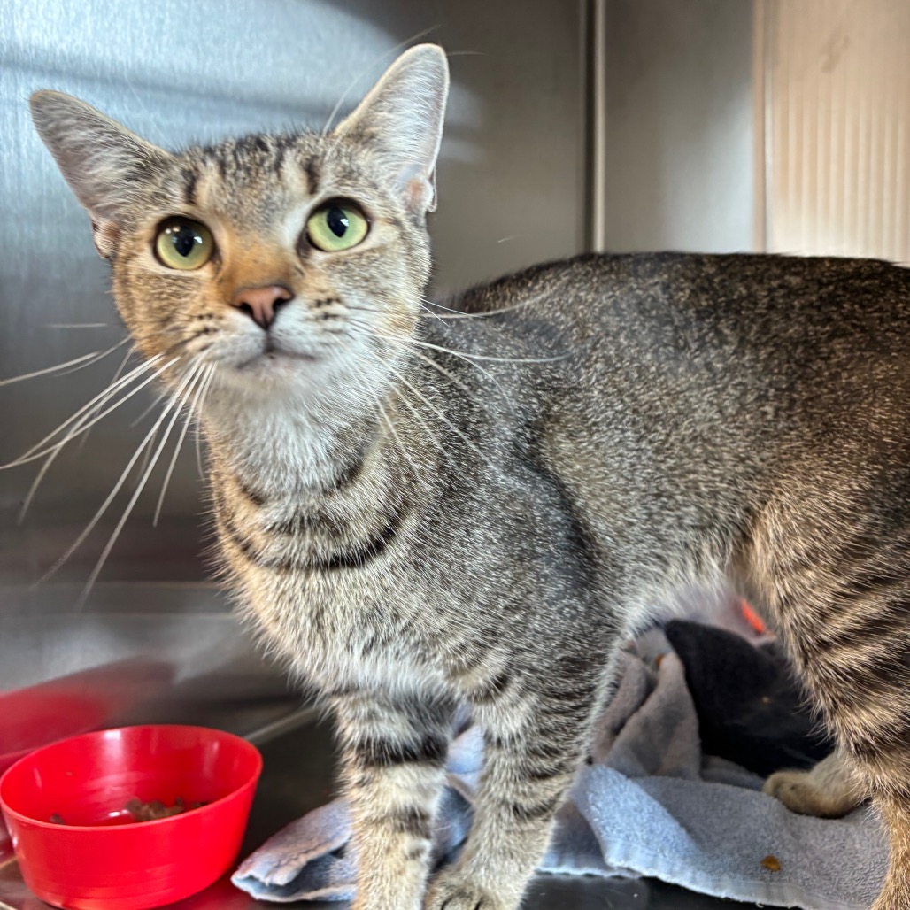 FULL KITCHEN REMODEL - Domestic Shorthair available for adoption