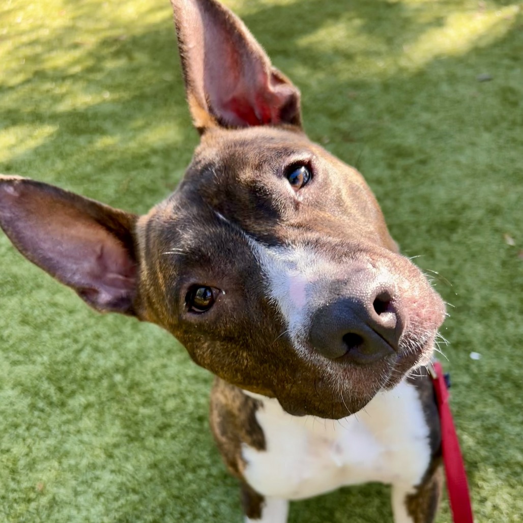 Florence 💎 is available for adoption at Humane Society of Sarasota County