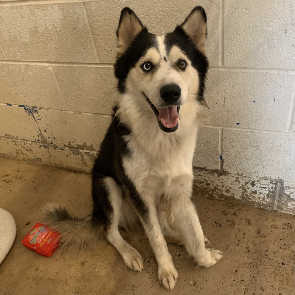 BULBASAUR - Husky / Mix available for adoption