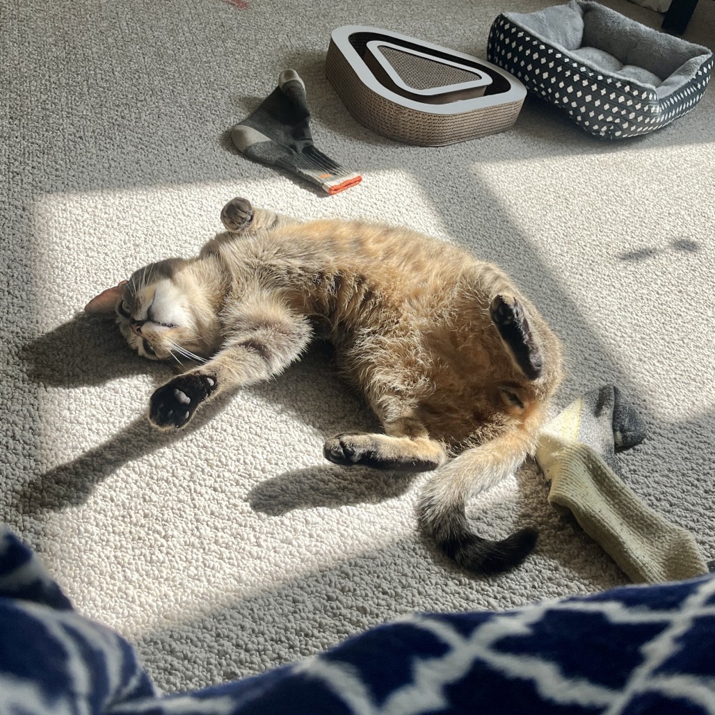 King Arthur is available for adoption at Trash Cat Rescue