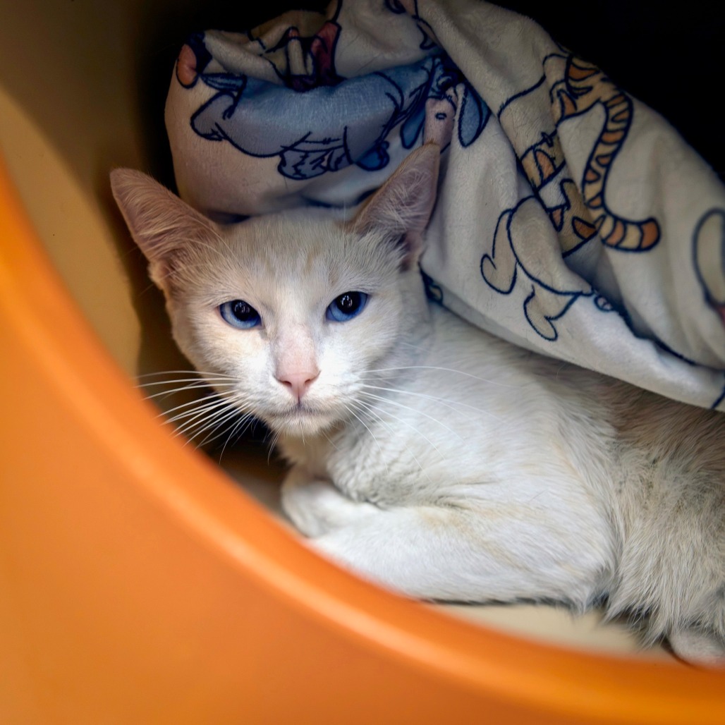 CHARLESTON - Siamese available for adoption