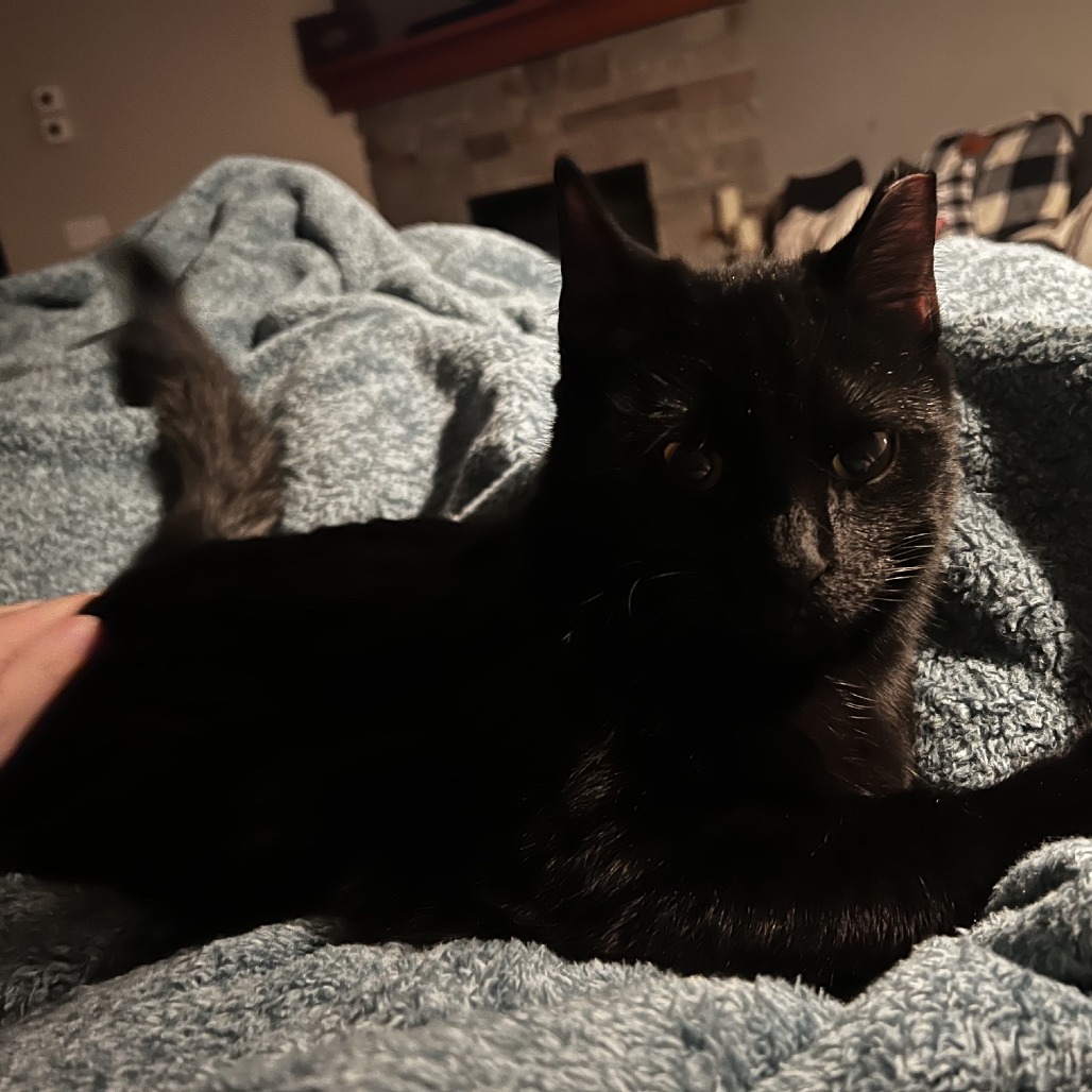 Nala C12715
