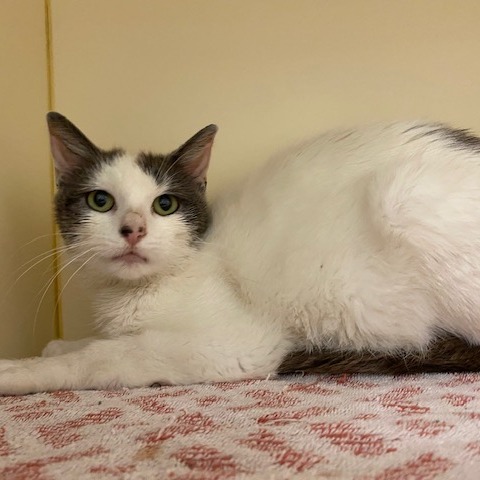 FERN - Domestic Shorthair available for adoption