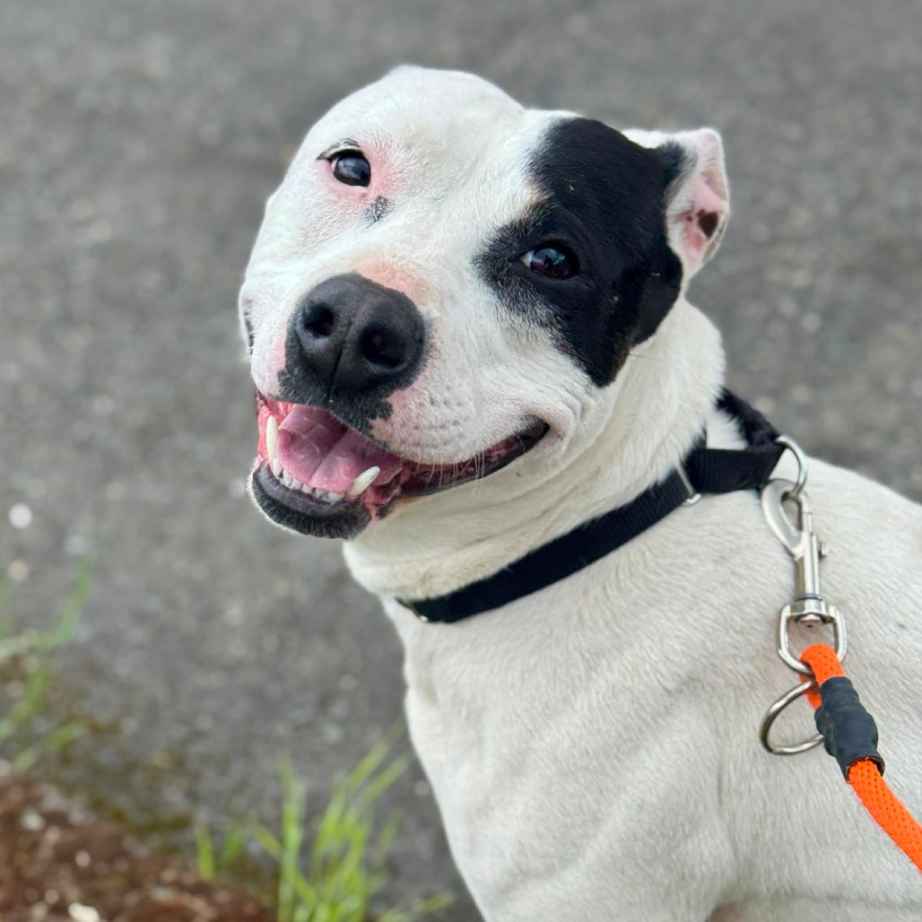 Pit Bull
