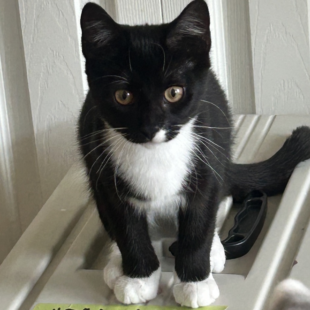 PETE - Domestic Shorthair available for adoption
