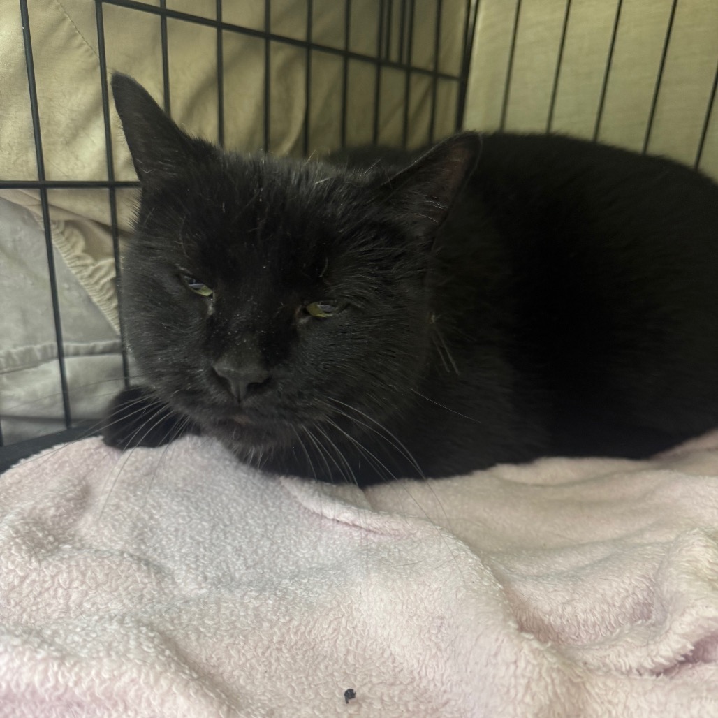 Binx, photo 2