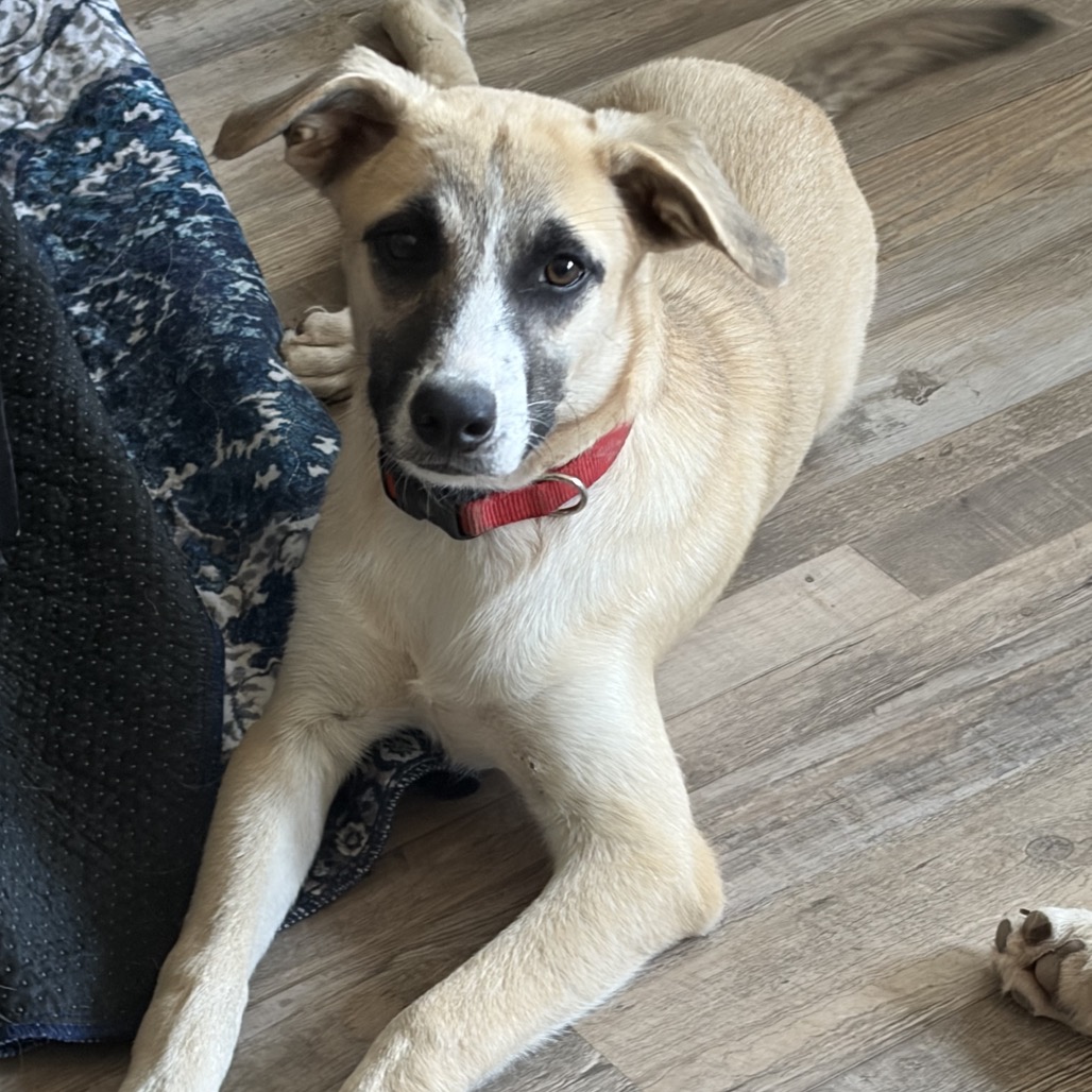 RICO - Shepherd, Anatolian / Mixed Breed (Large) for adoption in San Antonio