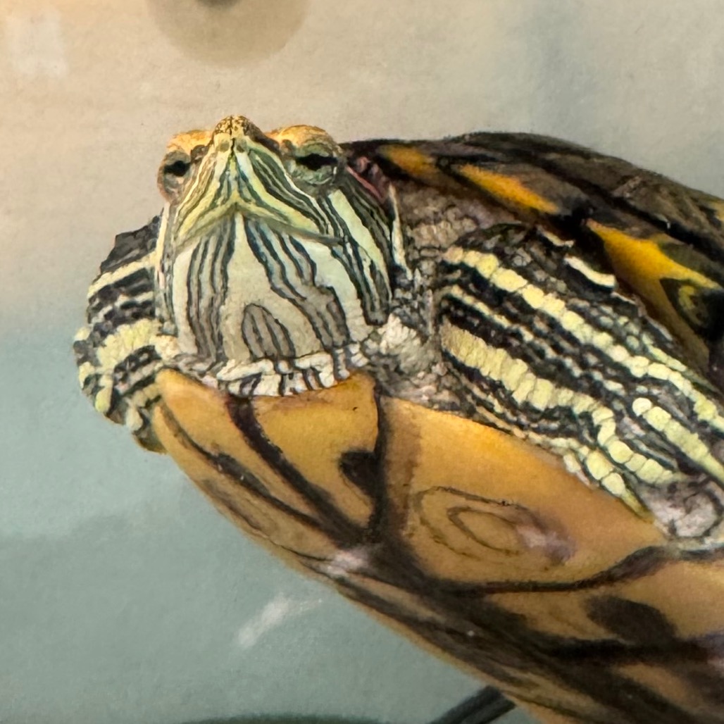 Leonardo