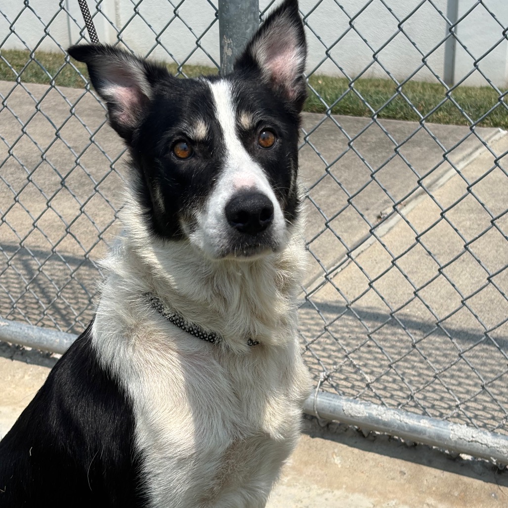 CARPATHIAN - Shepherd / Collie, Border for adoption in League City