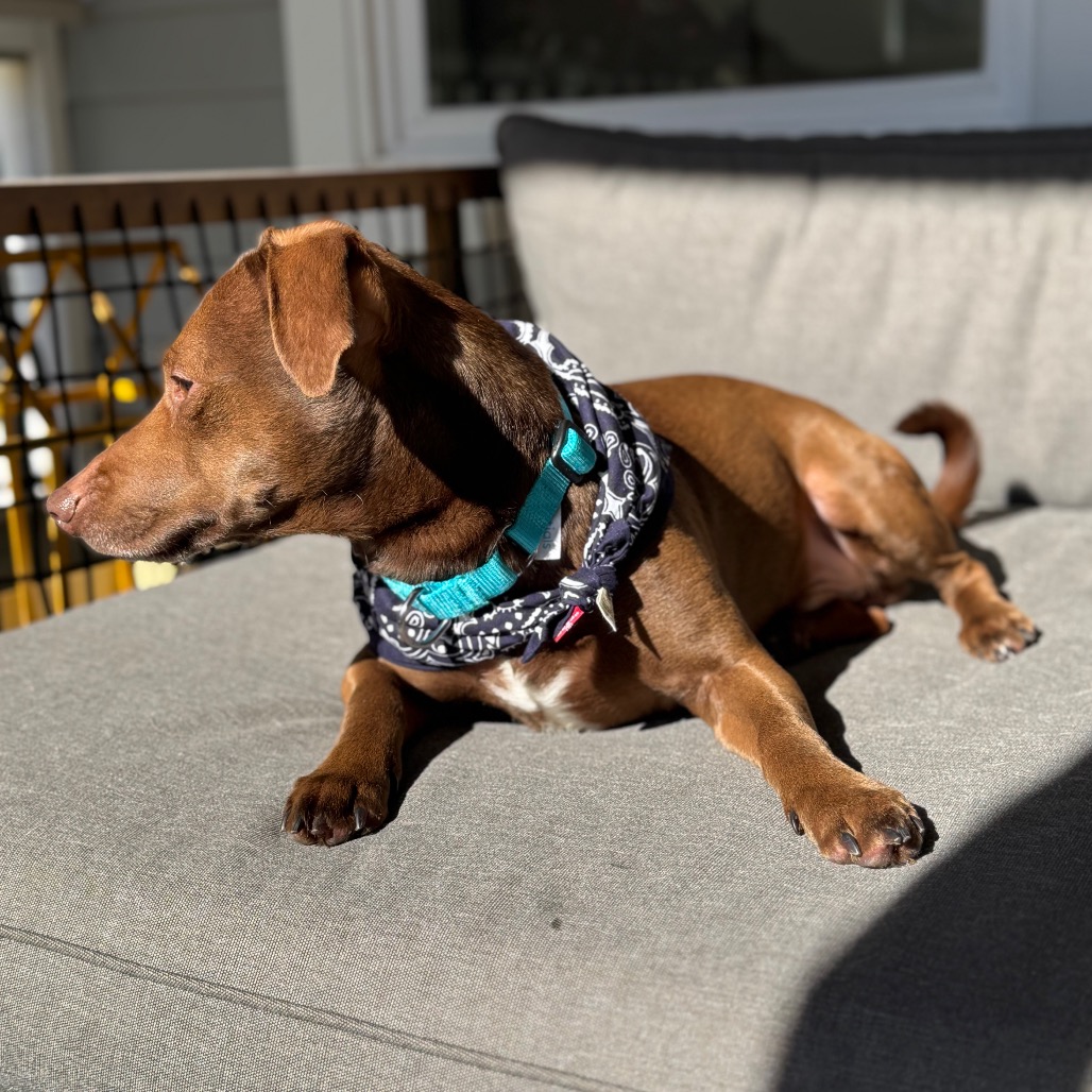 Thatch — thumbnail 4