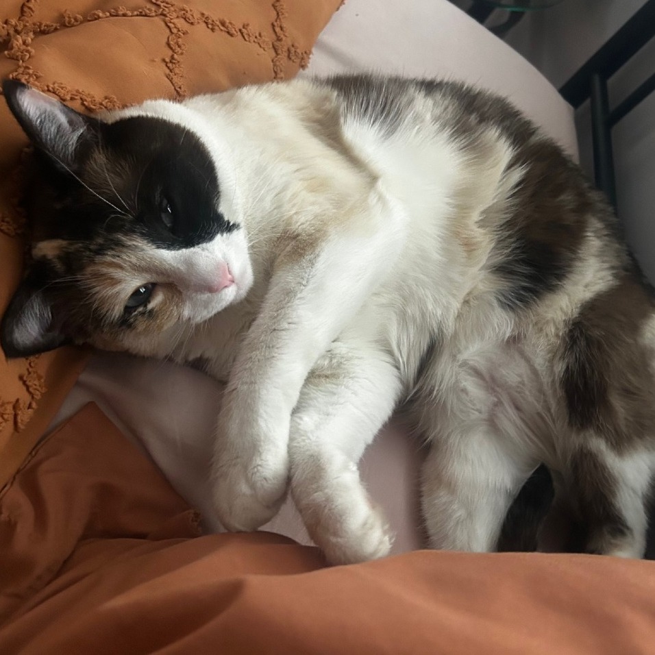 Pachinko: Female 35 Domestic Shorthair