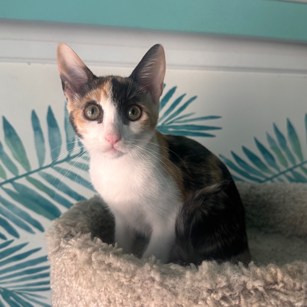 Sadie Mae, photo 4