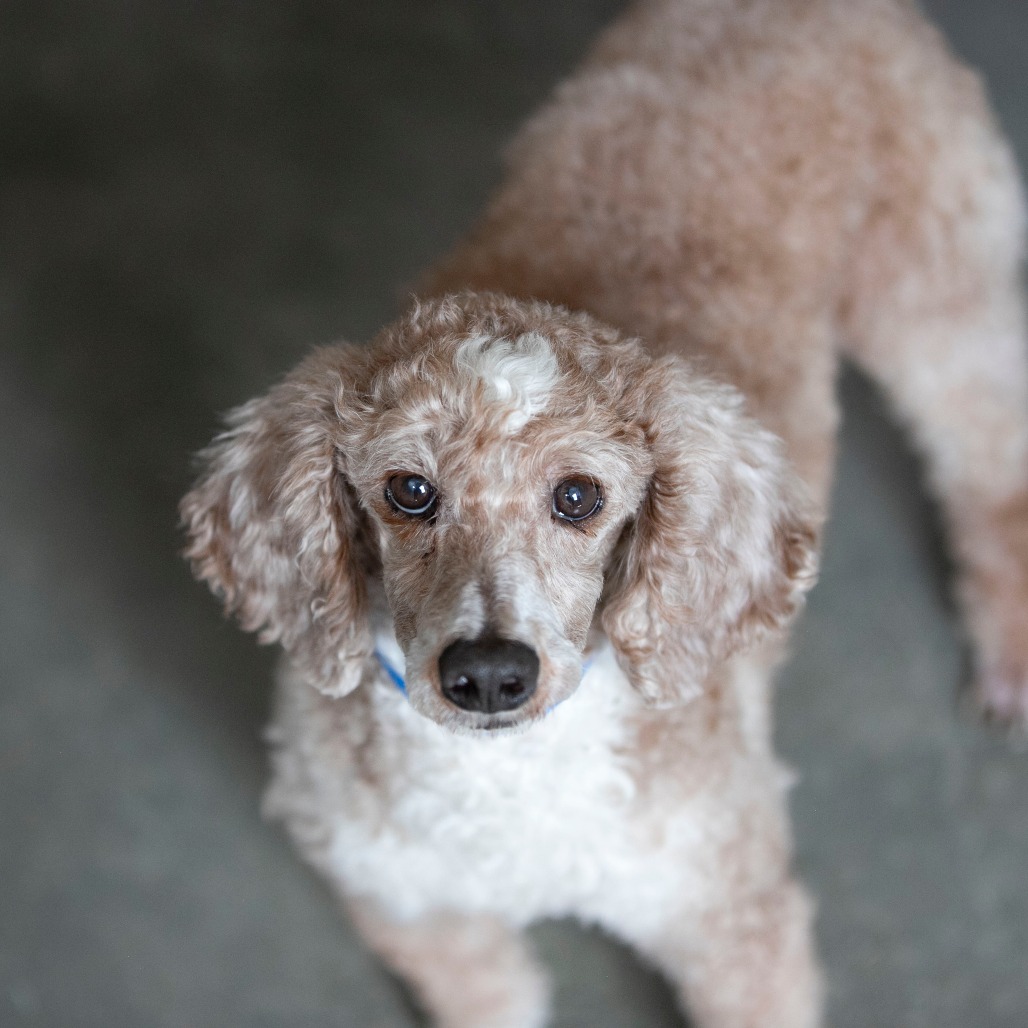 JOLLY (AG26-180) - Poodle / Miniature available for adoption