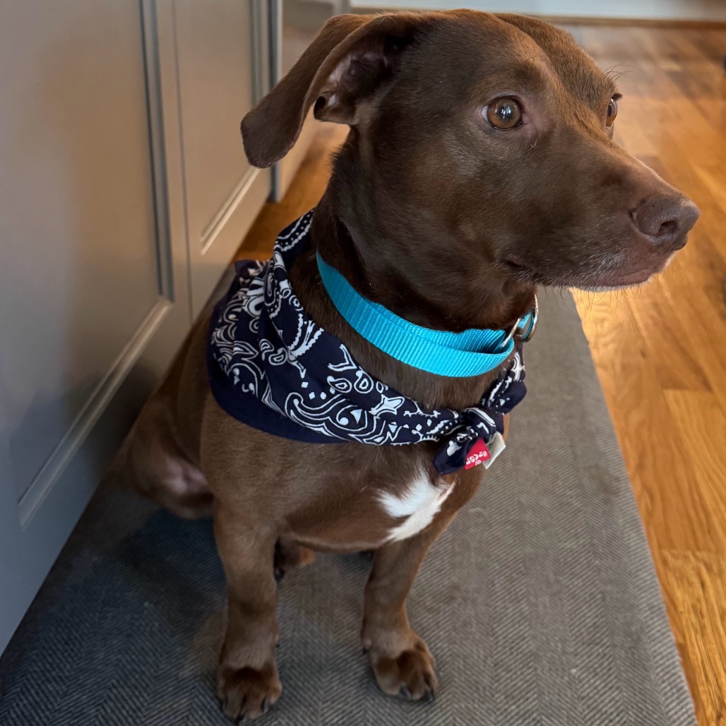 Thatch — thumbnail 2