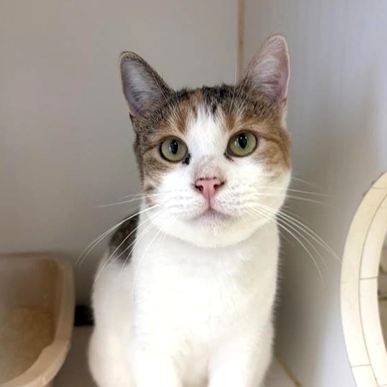 Samba the Cat