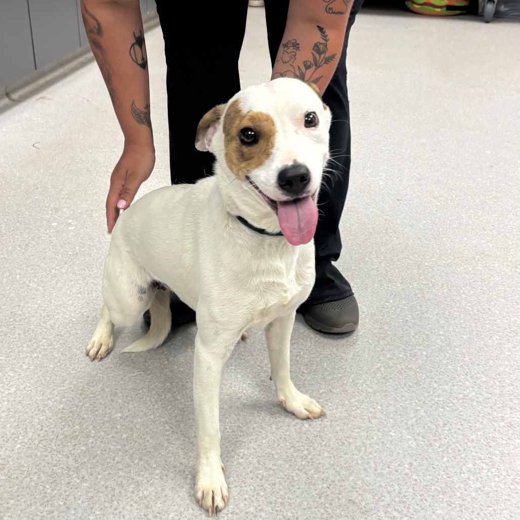 LINDY - Cattle Dog, Australian (Red Heeler) / Retriever available for adoption