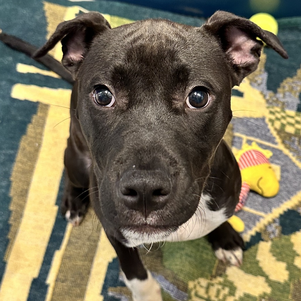 MJ - Mixed Breed (Medium) available for adoption