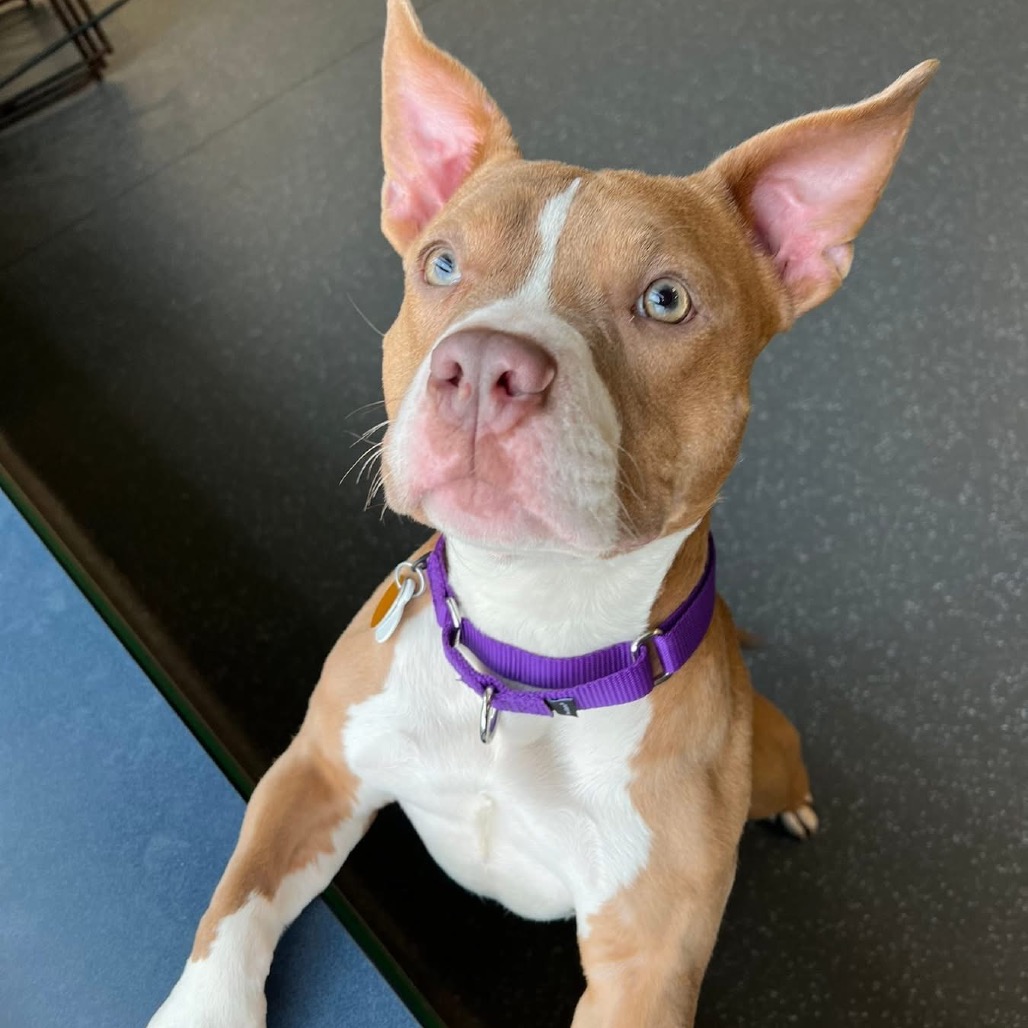 Photo of Nova 8