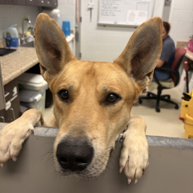 ASTRO - Shepherd / German available for adoption