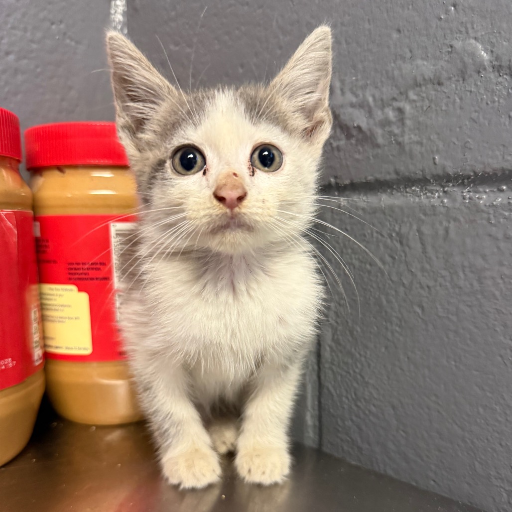 Tusc Stray 85327