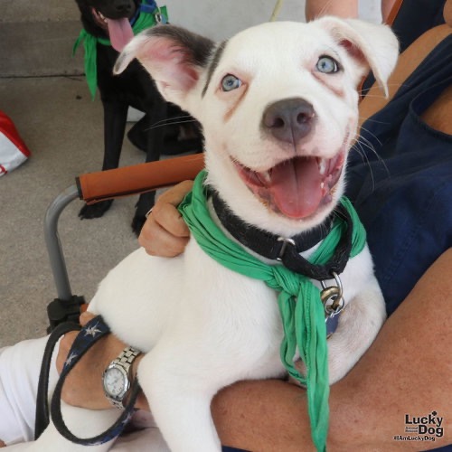 LONDYN - Terrier / Retriever available for adoption