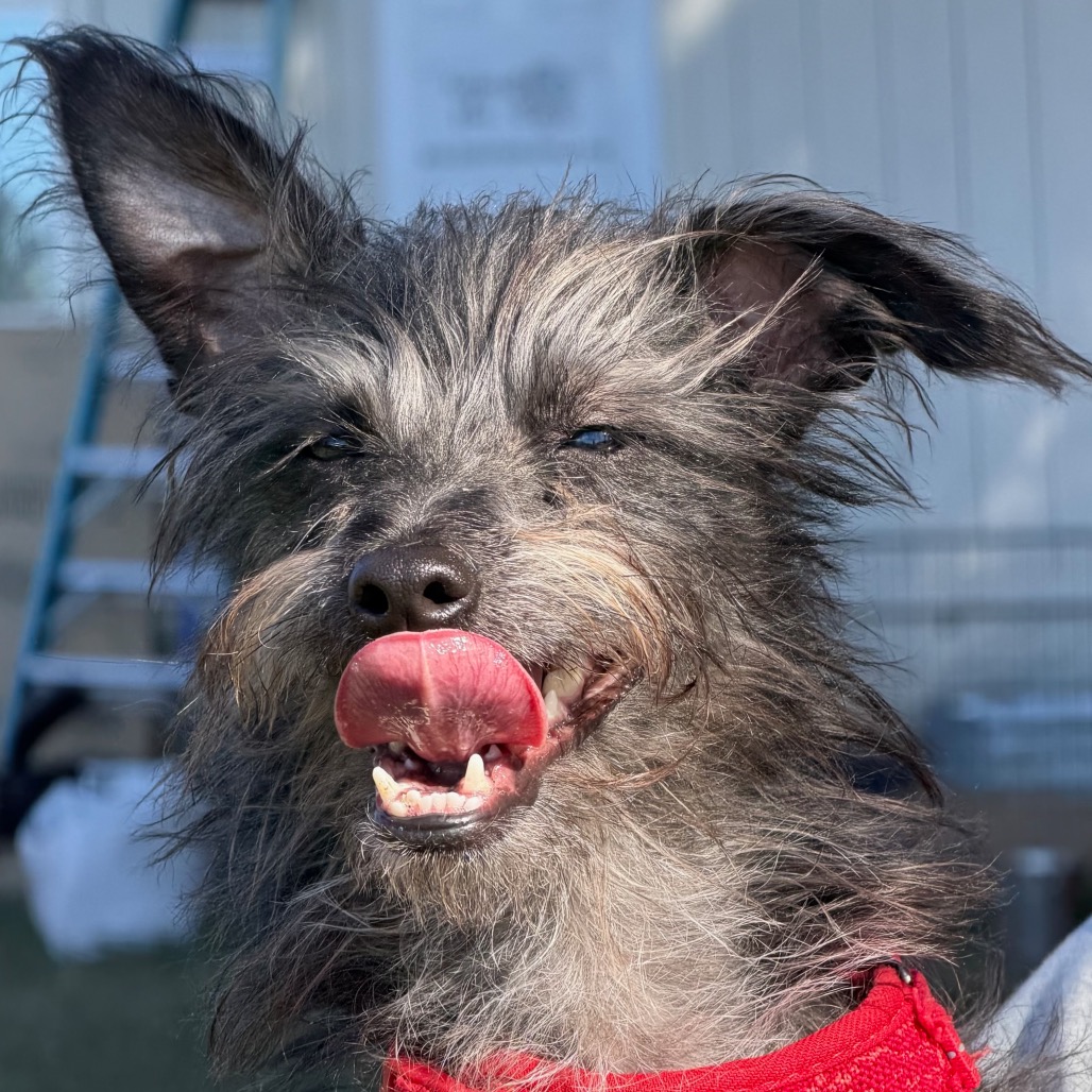 Baxter, photo 11