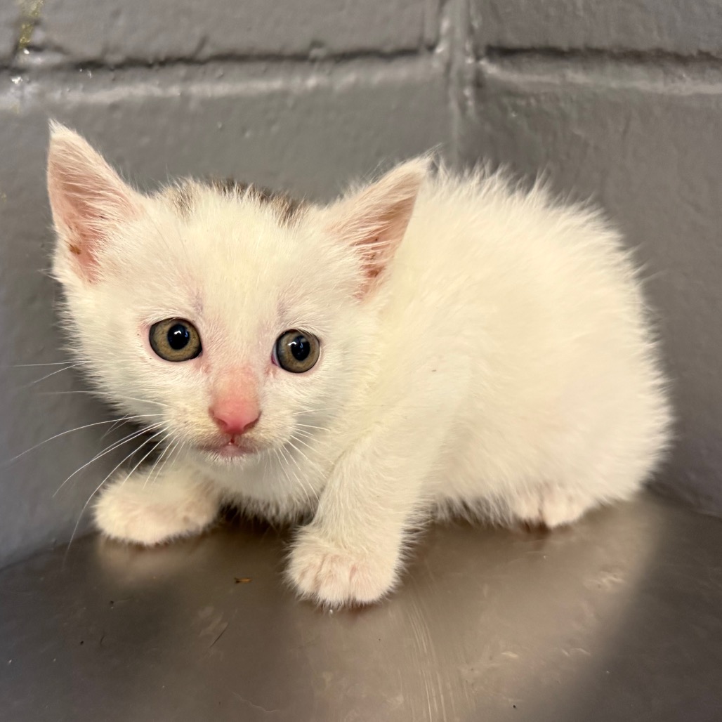 Tusc Stray 84284