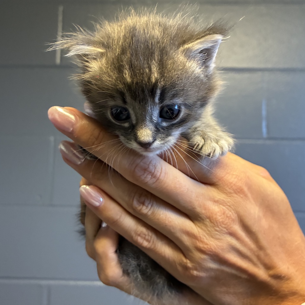 Tusc Stray 85338