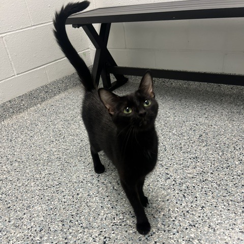 QUEEN - Domestic Shorthair for adoption in Dayton