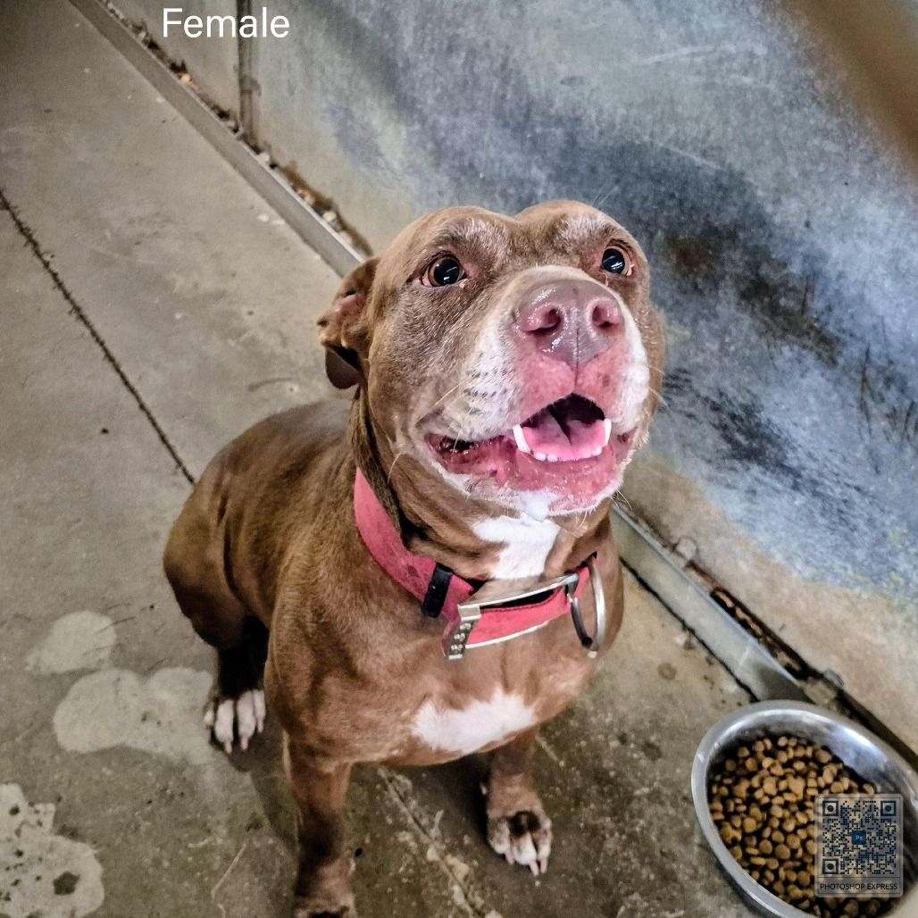 Trinity , available for adoption at PVAS