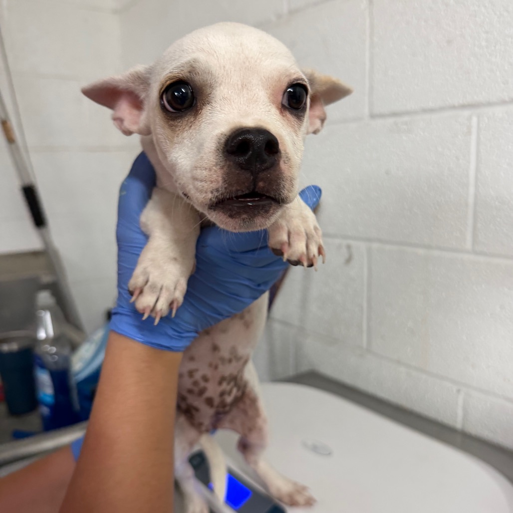 DUBBLE BUBBLE - Bulldog / Mixed Breed (Medium) available for adoption