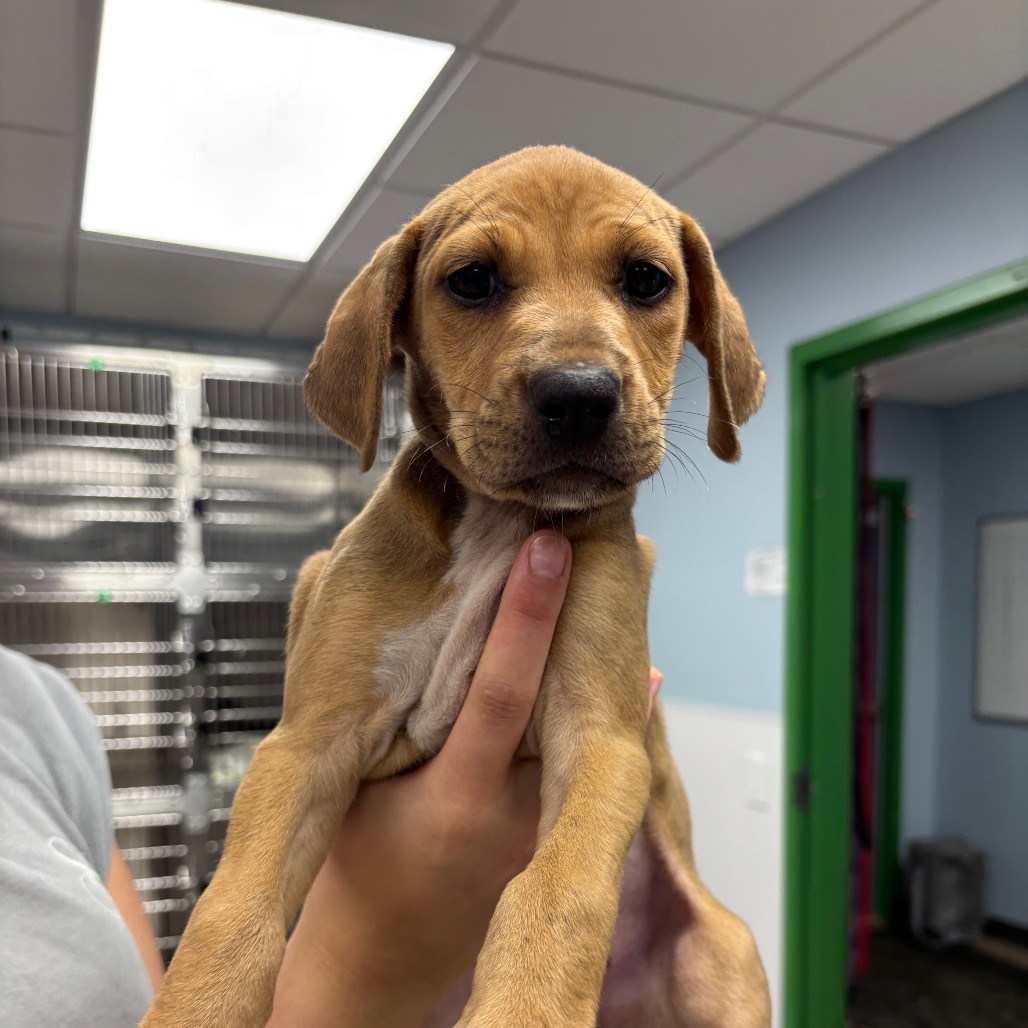 WRIGLEY - Hound / Retriever available for adoption